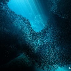 e25f6d7ae6eb380f634c76acb023bc81446e782352da00fcdd159a5eedd2dc4e-karim_iliya-20180821-KARIM-ILIYA-5618