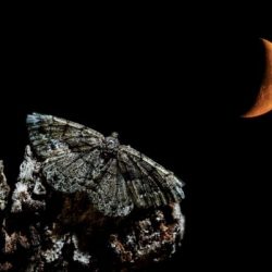 papillon nuit papillon nuit