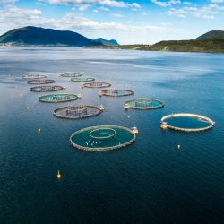 Farm salmon fishing in Norway Aerial FPV drone photography.